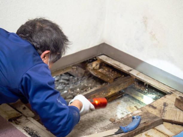 Best Basement Mold Removal  in Bonny Doon, CA